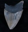 Bargain Megalodon Tooth - River Find #3793-1